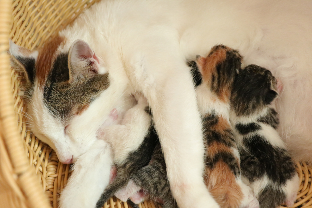 貓咪懷孕到生產，是需要特別照顧的一段歷程