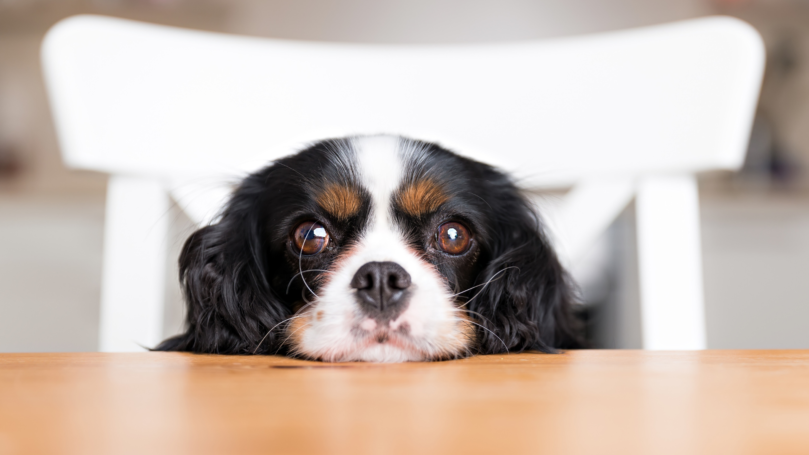 【毛孩照顧】狗狗有分離焦慮症怎麼辦？八種方式教你如何改善！