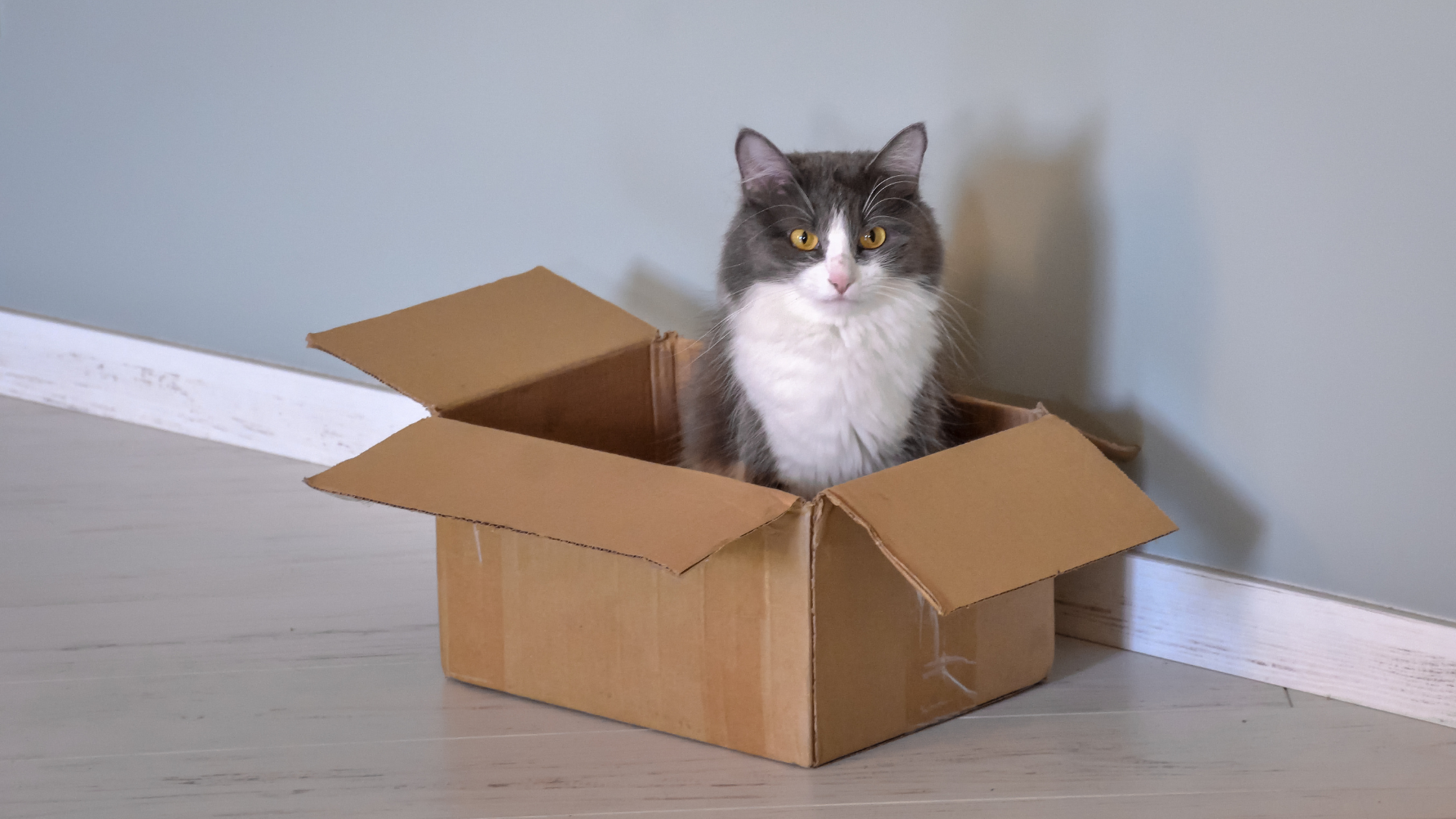 貓咪盒子