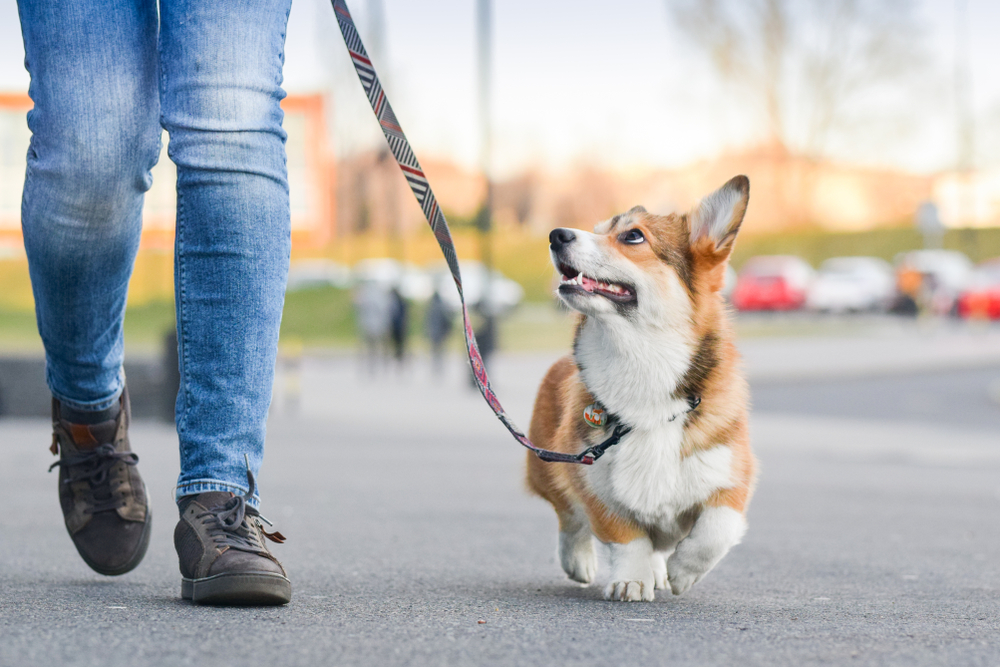 究竟狗狗需要每天散步嗎？