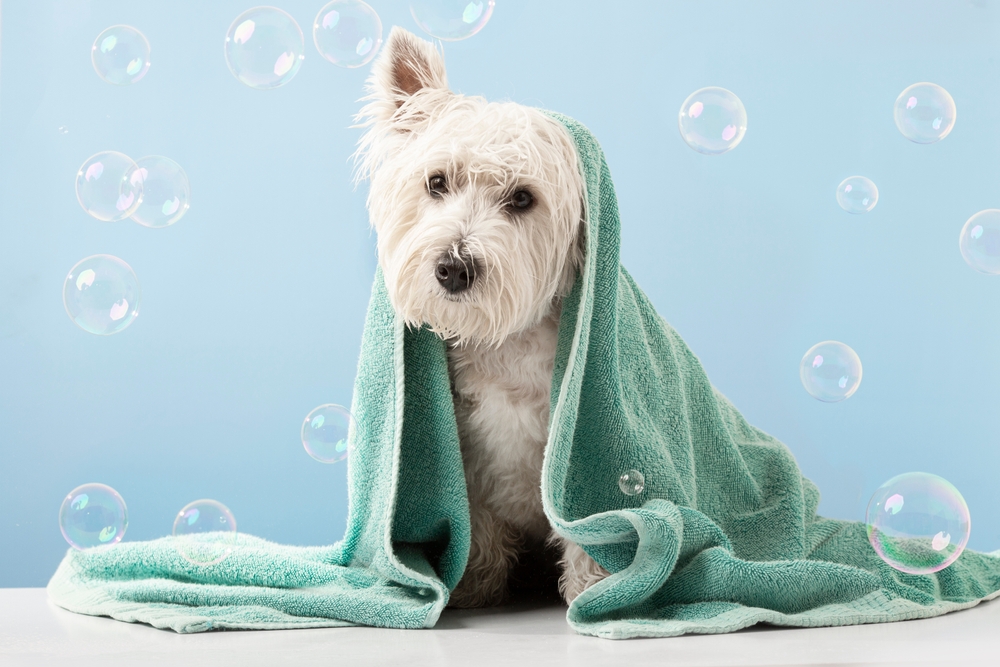狗狗多久洗一次澡？