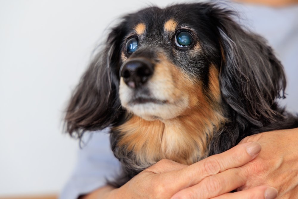 狗狗眼睛變灰色的成因與照顧方式