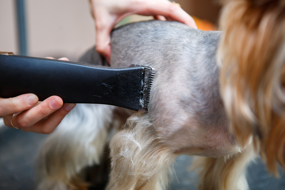 除了幫狗狗剃毛，還可以如何整理狗狗毛髮
