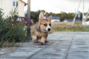 幼犬多大可以出門