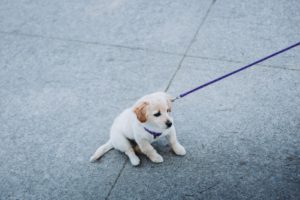 幼犬多大可以出門？幼犬社會化途中就可帶出門，協助狗狗打消對外在環境的恐懼