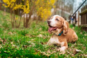 替代文字：幾歲開始算高齡犬