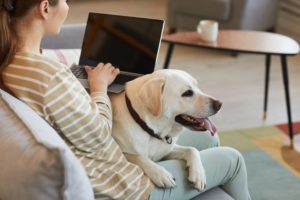 （替代文字：5種適合台灣飼養的大型犬犬種介紹）