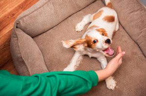 替代文字：平時如何照護高齡犬